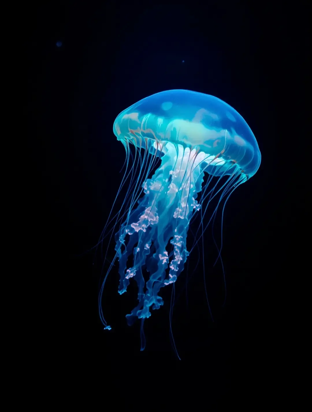 深海微光